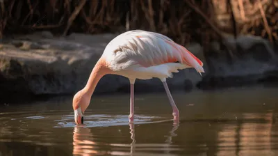 Exotic birds, Animals beautiful, Flamingo pictures