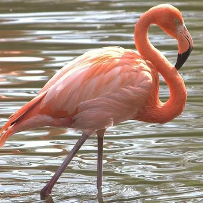 Розовый обыкновенный фламинго / Птицы мира / Твой Блог