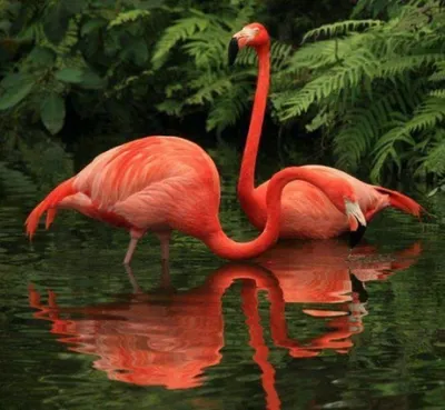 Картины Птицы \"Два розовых фламинго\" - арт 018050004 | Купить в  интернет-магазине Фото в дом - Фото в дом