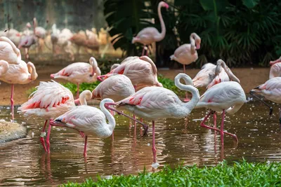 TERRAFOOD - Русский Полоз - Розовый фламинго: интересные факты об этих  птицах