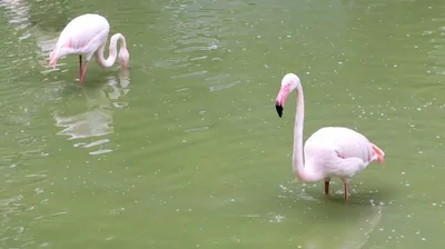 Розовые фламинго Камарга - Заметки из Швейцарии