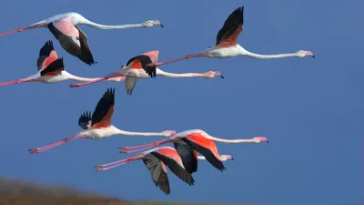 Бесплатные Розовый Фламинго стоковые фотографии | FreeImages