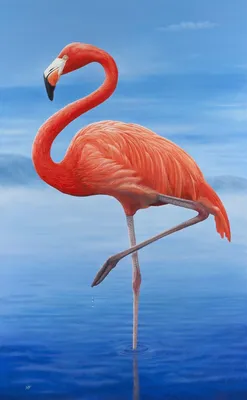 розовый фламинго птица с длинной изогнутой шеей и ногами в различных позах  Иллюстрация вектора - иллюстрации насчитывающей представление, длиной:  216657585