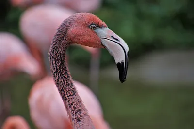 Фламинго птицы розовая красивая - картинки и фото poknok.art