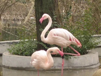 Красивые птицы!!! Розовый фламинго! | Интересный контент в группе Готовить  легко.Hастоящий домашний вкус | Beautiful birds, Animals beautiful, Pet  birds