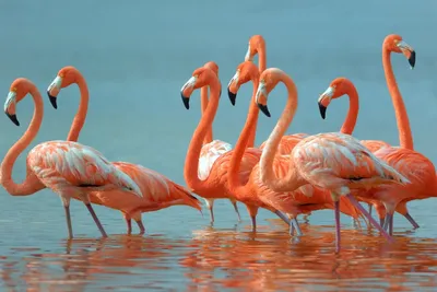 TERRAFOOD - Русский Полоз - Розовый фламинго: интересные факты об этих  птицах