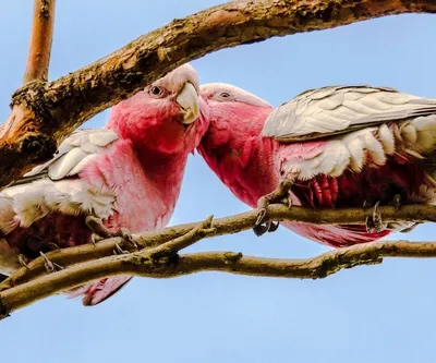 Watercolor Cockatoo art, Galah painting, pink parrot drawing, розовый какаду  рисунок акварелью | Watercolor art, Pink cockatoo, Watercolor