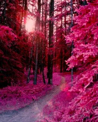 Розовый лес в ирландии фото фото