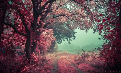Розовый лес в Ирландии - красивые фото