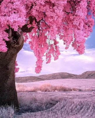 Розовый лес - 77 фото
