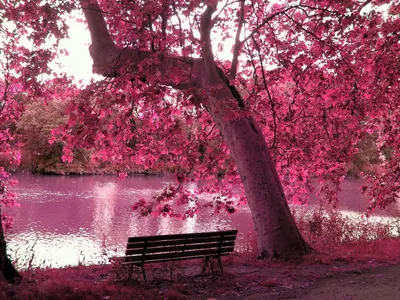 Розовый лес - 77 фото
