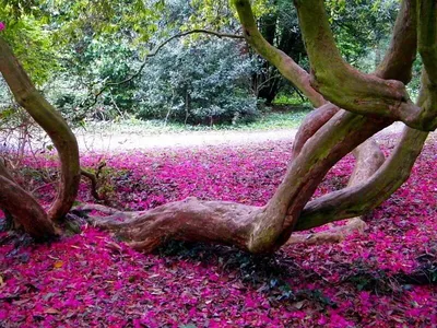 Цифровая живопись или картины по номерам - «Розовый лес. Картина по  номерам» | отзывы