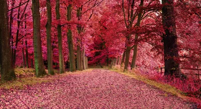 Розовый лес в Ирландии - красивые фото