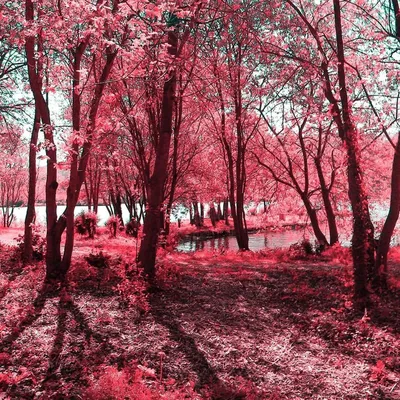 Розовый лес в Ирландии (67 фото) »