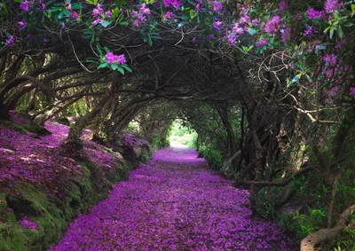 Картина по номерам \"Розовый лес в Ирландии\"