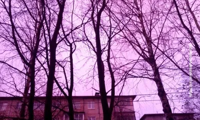Розовый рассвет / Розовый рассвет река вороны зима ели