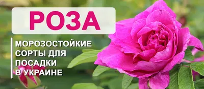 РОЗЫ СОРТ «ХАЙ МЕДЖИК» | Цветы в Костроме | ул. Сенная, д. 26 - Самые  стильные букеты в городе