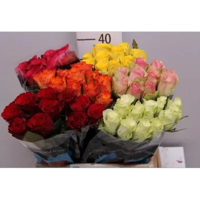 Букет из 101 красной и белой розы 35 см (Кения) купить в Санкт-Петербурге |  Интернет-магазин АртФлора