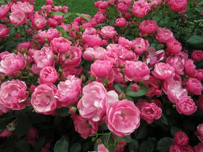 Сорта роз Кордес: описание и фото | Интернет-магазин садовых растений