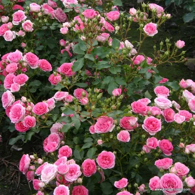 Rosa Kordes Jubilee' Роза чайно-гибридная Кордес Джубили|landshaft.info