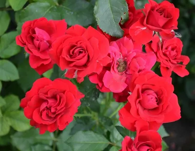 Роза Kordes' Jubilee (Юбилей Кордеса): продажа, цена в Черкасской области.  Рассада и саженцы цветов от \"Цветущий сад\" - 743222113