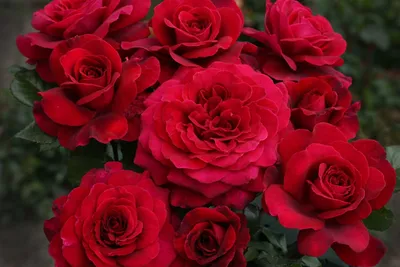 Компания Kordes Roses стала официальным членом Всемирной Федерации Роз  (WFRS) • Розы и сад | Hybrid tea roses, Rose trees, Climbing roses