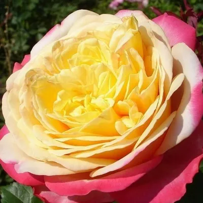 Роза Кордес Розенфасцинейшн Rosenfaszination - купить саженцы роз с  доставкой по Украине в магазине Добродар