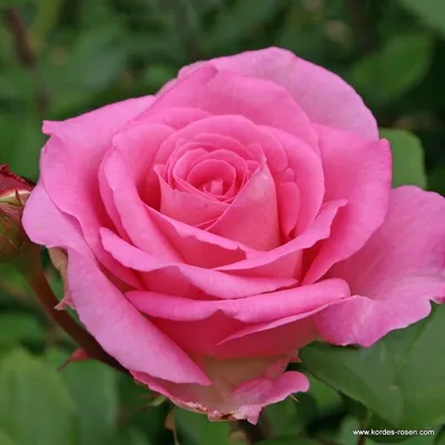 Купите Kordes Brillant (Кордес Бриллиант) 🌹 из питомника Долина роз с  доставкой!