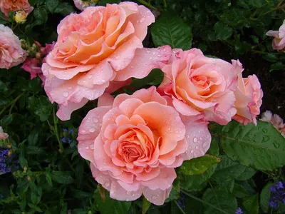 Розы Шрабы (парковые) Кордес Брильянт