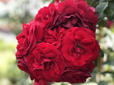 Роза Kordes Brillant (Кордес Брильянт): продажа, цена в Черкасской области.  Рассада и саженцы цветов от \"Цветущий сад\" - 1437191888