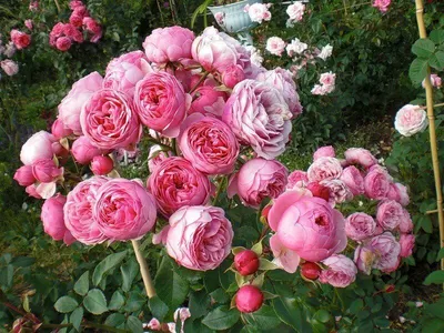 Розы селекции Kordes (Германия)