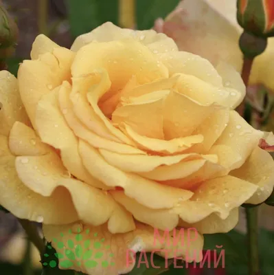 Роза моей мечты! Многоцветный сорт от Кордеса для самого видного места:  красивая – мало сказать | GardenLife | Дзен