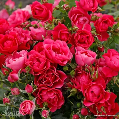 Купить розы kordes (кордес) Цена, фото, описание, отзывы. Доставка Киев,  Украина розы kordes (кордес)