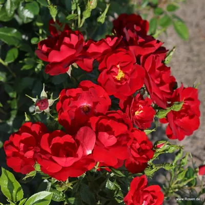 Роза Pink Forest Rose ADR - Kordes (Германия) - купить online | Магазин  «Мой Сад»