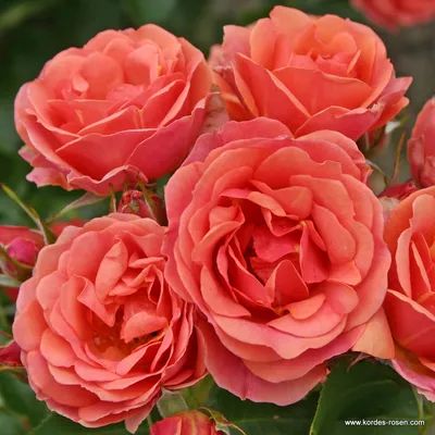 роза кордес юбилей, чайно-гибридная, питомник роз полины козловой,  rozarium.biz - YouTube
