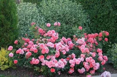 Роза чайно-гибридная Юбилей Кордеса Биколор Германия желто-розовый bn - Розы  чайно-гибридные - Садовые розы - Растения - Каталог - Белыйналив.рф