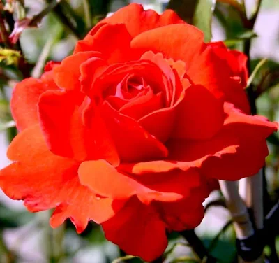 Галерея - Kordes' Rose Bordeaux ® (Bordeaux, KO 04/1867-01, KORelamba) -  Энциклопедия роз