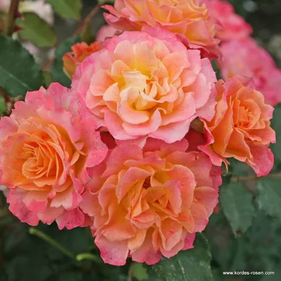 Розы Кордес - замечательные, стойкие, здоровые и не капризные сорта! -  YouTube