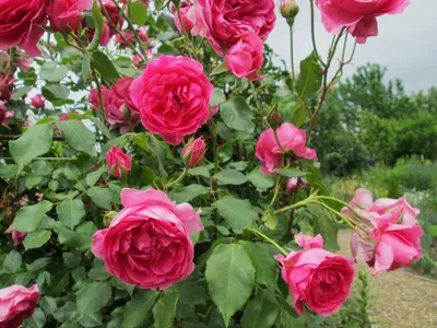 Как сажать плетистые и штамбовые розы: когда, где и как посадить плетистые  и штамбовые розы весной | Houzz Россия