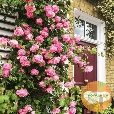 Плетистые крупноцветковые розы. 5 самых красивых красных сортов |  Архитектура и ландшафт | Дзен