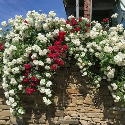 Розы плетистые - купить по низкой цене с доставкой