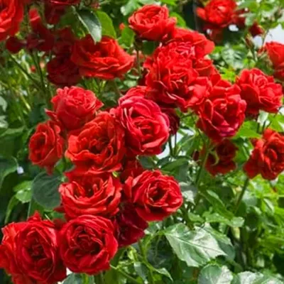 Плетистая роза Розариум Ютерсен в моём саду. Как украсить деревянные качели  с помощью плетистой розы(личный опыт). | Розовый сад творчество для души. |  Дзен
