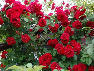 Розы плетистые купить саженцы недорого оптом и в розницу - питомник  растений Зеленый Рай