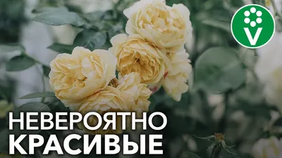 🌱 Роза плетистая (2 прививки) Амадеус + Ютерсен Клостеррозе по цене от  3570 руб: крупномеры, саженцы - купить в Москве с доставкой -  интернет-магазин Все Сорта