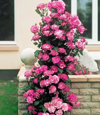 Выбираем лучшие плетистые розы для Подмосковья | Азбука огородника | Дзен