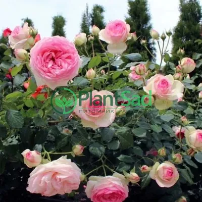 Плетистые розы Как и когда обрезать Ландшафтный дизайн | GreenPost