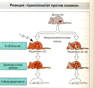 Как Мария дважды победила рак и усыновила двоих темнокожих детей | Правмир