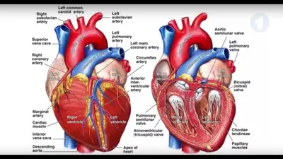 Почему у меня случился инфаркт? | Анна Кореневич | Врач-кардиолог |  Клинический психолог | Дзен