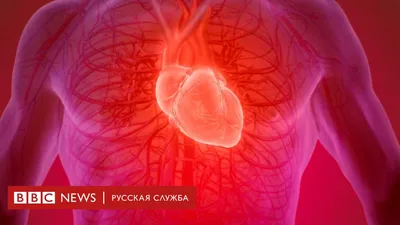 Найден способ полностью восстановить сердце после инфаркта » Новости  Беларуси - последние новости на сегодня - UDF