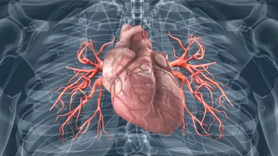 Как избежать инфаркта: советы специалистов — РБК